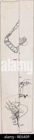 . Les nerfs crâniens d'Amphibia / Par Oliver Smith forte. Les amphibiens ; amphibiens. Journ. Morph PL IX. Veuillez noter que ces images sont extraites de la page numérisée des images qui peuvent avoir été retouchées numériquement pour plus de lisibilité - coloration et l'aspect de ces illustrations ne peut pas parfaitement ressembler à l'œuvre originale.. Strong, Oliver Smith, 1864-1951. Boston : Ginn &AMP, le nom de l'entreprise Banque D'Images
