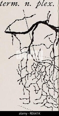. Les nerfs crâniens d'Amphibia / Par Oliver Smith forte. Les amphibiens ; amphibiens. Journ. Morf&gt ; PL VII. epith.. Veuillez noter que ces images sont extraites de la page numérisée des images qui peuvent avoir été retouchées numériquement pour plus de lisibilité - coloration et l'aspect de ces illustrations ne peut pas parfaitement ressembler à l'œuvre originale.. Strong, Oliver Smith, 1864-1951. Boston : Ginn &AMP, le nom de l'entreprise Banque D'Images
