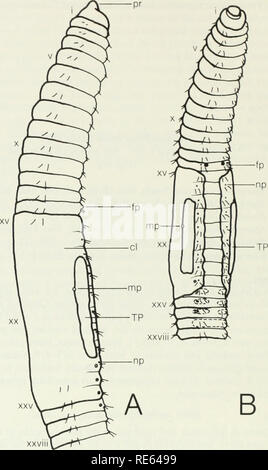 . Les vers de terre (lumbricidae et sparganophilidae) de l'Ontario. Lumbricidae ; les vers. XXVIII Fig. 40 vues longitudinales externes d'Sparganophilus eiseni montrant des caractères taxonomiques, a. Vue dorsolatérales, vue ventro-b. (GA : Thomas Co., cat. no. 3285) 114. Veuillez noter que ces images sont extraites de la page numérisée des images qui peuvent avoir été retouchées numériquement pour plus de lisibilité - coloration et l'aspect de ces illustrations ne peut pas parfaitement ressembler à l'œuvre originale.. Reynolds, John W., 1941- ; Musée royal de l'Ontario. Toronto : Musée Royal de l'Ontario Banque D'Images