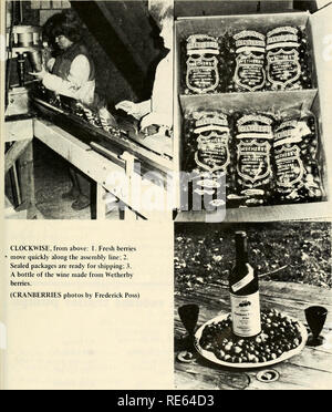 . Les canneberges ; : la canneberge national magazine. La canneberge. Dans le sens horaire, à partir de ci-dessus : 1. Les baies fraîches se déplacer rapidement le long de la ligne de l'assemblée ; 2. Les paquets sont prêts pour l'expédition ; 3. Une bouteille de vin fait à partir de Wetherby de baies. (Canneberges photos par Frederick Poss) 13. Veuillez noter que ces images sont extraites de la page numérisée des images qui peuvent avoir été retouchées numériquement pour plus de lisibilité - coloration et l'aspect de ces illustrations ne peut pas parfaitement ressembler à l'œuvre originale.. Portland, TC [etc. ] : Taylor Pub. Co., [etc. ] Banque D'Images