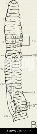 . Les vers de terre (lumbricidae et sparganophilidae) de l'Ontario. Lumbricidae ; Vers. mp xv xxxv XXXVIII. Fig. 10 vues longitudinales externes de Aporrectodea trapezoides montrant des caractères taxonomiques, a. Vue latérale, b vue ventrale. (ONT. Waterloo Co., cat. no. 8002) 47. Veuillez noter que ces images sont extraites de la page numérisée des images qui peuvent avoir été retouchées numériquement pour plus de lisibilité - coloration et l'aspect de ces illustrations ne peut pas parfaitement ressembler à l'œuvre originale.. Reynolds, John W., 1941- ; Musée royal de l'Ontario. Toronto : Musée Royal de l'Ontario Banque D'Images