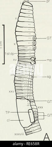 . Les vers de terre (lumbricidae et sparganophilidae) de l'Ontario. Lumbricidae, vers. de faire une déclaration similaire concernant la reproduction. Ap. des trapèzes est partheno génétiques-, parfois avec pseudogamy, et la stérilité mâle est aussi courant (portes, 1972c ; Reynolds, 1974c). Je son espèce se trouve souvent dans la culture de vers de lits et est l'une des cinq espèces commonl) vendu et utilisé comme appât en Amérique du Nord (portes, 1972c). Il convient de noter que de nombreux dossiers de la littérature de cette espèce doivent être traités avec prudence parce qu'oi' confusion taxonomique. Pendant une longue période. Ap trapezoides était considéré comme un vari Banque D'Images