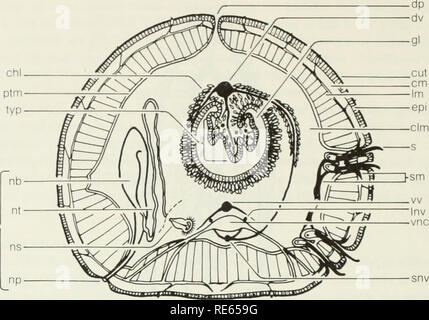 . Les vers de terre (lumbricidae et sparganophilidae) de l'Ontario. Lumbricidae ; les vers. Fig. 3 section schématique d'un ver de terre lumbncid. se retrouve dans l'air mais les vers de terre peuvent exister dans l'eau pendant de longues périodes de temps (p. ex., six mois) si l'eau est hautement oxygénés (Brown, 1944, racines, 1956). Le système excréteur est composé d'une série de tubes enroulés appelés néphridies (chanter, nephridium). Ce sont les principaux organes de l'excrétion azotée dans les vers de terre. Dans le Lumbricidae, ils sont couplés organes dans chaque segment, sauf les trois premiers et le dernier. Un nephridium occupe une partie du succès de deux Banque D'Images