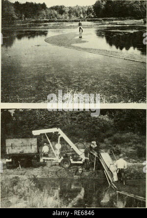 . Les canneberges ; : la canneberge national magazine. La canneberge. La récolte des petits fruits sur une tourbière inondée (eau- picking). Les baies sont renversé de la vigne par les barres de traverse sur le tambour rotatif. L'eau est ensuite soulevé de flotter les baies au-dessus des vignes et l'herbe. Le flotteur rectangulaire par mits- Fonctionnement de la machine près des fossés. K. M w HR^^^M H flottant en plein essor cran- berries au rivage. Les baies sont entourées de bandes de chaîne et déplacé à un point de chargement. Fig. 7. Canneberges Chargement en camion depuis la tourbière inondée.. Suite à la page 16. Veuillez noter que ces images sont extraits f Banque D'Images