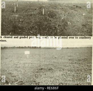 . Les canneberges ; : la canneberge national magazine. La canneberge. Un formulaire, 45 acres de marais de canneberge. L'extrêmement large, zone plate de la tourbière des baies permet d'être transporté par avion au large de bogs lors de la récolte. - Photos par F. Shaw 9. Veuillez noter que ces images sont extraites de la page numérisée des images qui peuvent avoir été retouchées numériquement pour plus de lisibilité - coloration et l'aspect de ces illustrations ne peut pas parfaitement ressembler à l'œuvre originale.. Portland, TC [etc. ] : Taylor Pub. Co., [etc. ] Banque D'Images