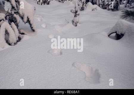 Les traces de pas dans la neige dans les Snowy Woods dans la soirée Banque D'Images