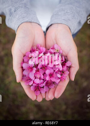 Vue de dessus et de close up image of Wild Rose fleurs de cerisier de l'Himalaya (Sakura de Thaïlande) sur femme les mains à l'arrière-plan flou floue Banque D'Images