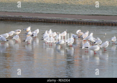 Northampton, météo, 20 janvier 2019. Tôt le matin dans la région de Abington Park un gel dur sur le terrain et le lac gelé avec les goélands à tête noire debout sur la glace.. Credit : Keith J Smith./Alamy Live News Banque D'Images