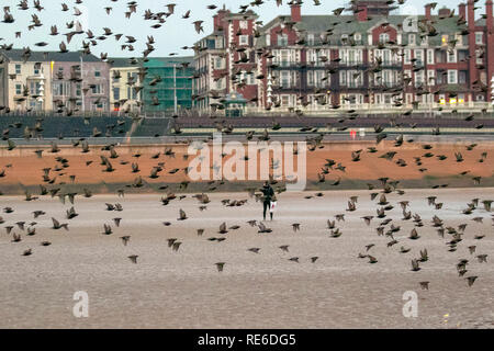 Blackpool, Lancashire. 19 Jan, 2019. Météo britannique. Les étourneaux se rassemblent sur la plage avant de se percher. Sur une journée avec très peu de vent ces passereaux, leur nombre a augmenté avec les oiseaux migrateurs du continent, prendre un repos de voler à recueillir sur le rivage de la plage avant d'aller se percher dans la structure de la jetée Nord. Ils ont normalement recueillir plus de leur perchoir, et effectuer leurs cascades roue libre avant qu'ils se perchent pour la nuit.MediaWorldimages AlamyLiveNews Crédit :/. Banque D'Images