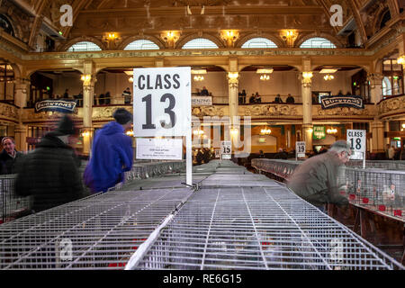 Blackpool, Lancashire. 19 Jan, 2019 au Royaume-Uni. Pigeon voyageur britannique Show. Le pigeon de annuel show se tient à la salle d'exposition des jardins d'hiver ce week-end. Le plus grand rassemblement de Pigeon fanciers au Royaume-Uni a lieu en janvier de l'accueil jusqu'à 10 000 colombophiles sur l'événement de deux jours.. /AlamyLiveNews MediaWorldImages Crédit : Banque D'Images