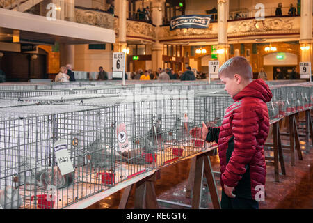 Spectacle Pigeon à Blackpool, Lancashire. Royaume-Uni 19th janvier 2019. British Hoing Pigeons On Show. Riley Newall (MR) de Manchester au salon annuel du pigeon de course qui se tient au Winter Gardens Exhibition Hall ce week-end. Le plus grand rassemblement de fantassins Pigeon au Royaume-Uni a lieu en janvier et accueille jusqu'à 10 000 fantassins au cours de l'événement de deux jours. Crédit : MediaWorldImages/AlamyLiveNews Banque D'Images