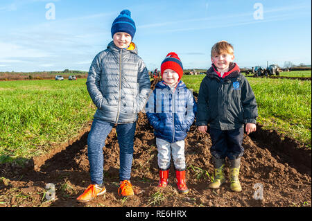 Naples, en Irlande. 20 Jan, 2019. Johnathon, Alan et Jason Bennett de Alcobaça regardé le concours de labour s'est tenue à Naples aujourd'hui. Credit : Andy Gibson/Alamy Live News. Banque D'Images