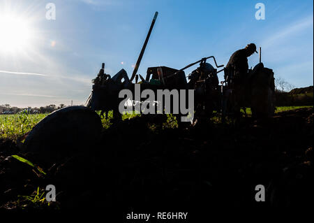 Naples, en Irlande. 20 Jan, 2019. Un concurrent est en compétition dans le concours de labour s'est tenue à Naples aujourd'hui. Credit : Andy Gibson/Alamy Live News. Banque D'Images