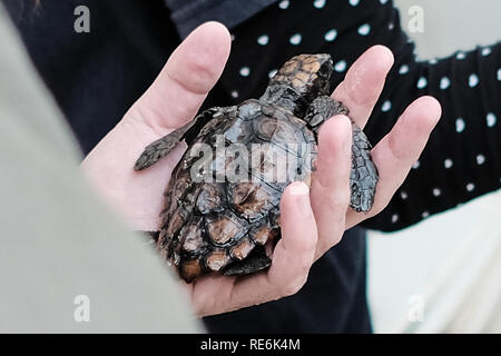 Mikhmoret, Israël. Le 20 janvier, 2019. Sauver les tortues de mer sont traités quotidiennement, fed, pesé et mesuré. Le National Sea Turtle Rescue Centre de la nature d'Israël et l'Autorité des parcs est en ce moment le traitement des blessés 46 tortues de mer échoués sur les rives de la Méditerranée à l'échelle nationale. Credit : Alon Nir/Alamy Live News Banque D'Images