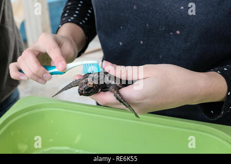 Mikhmoret, Israël. Le 20 janvier, 2019. Sauver les tortues de mer sont traités quotidiennement, fed, pesé et mesuré. Le National Sea Turtle Rescue Centre de la nature d'Israël et l'Autorité des parcs est en ce moment le traitement des blessés 46 tortues de mer échoués sur les rives de la Méditerranée à l'échelle nationale. Credit : Alon Nir/Alamy Live News Banque D'Images