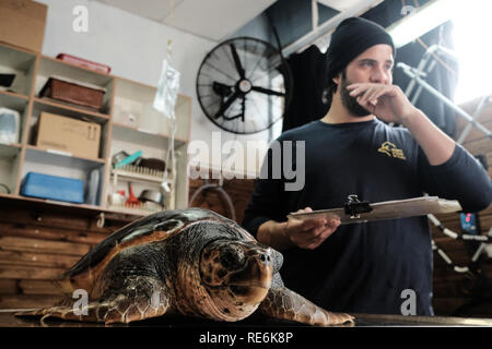 Mikhmoret, Israël. Le 20 janvier, 2019. Sauver les tortues de mer sont traités quotidiennement, fed, pesé et mesuré. Le National Sea Turtle Rescue Centre de la nature d'Israël et l'Autorité des parcs est en ce moment le traitement des blessés 46 tortues de mer échoués sur les rives de la Méditerranée à l'échelle nationale. Credit : Alon Nir/Alamy Live News Banque D'Images