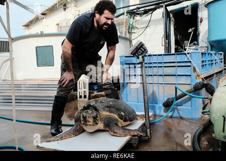 Mikhmoret, Israël. Le 20 janvier, 2019. Sauver les tortues de mer sont traités quotidiennement, fed, pesé et mesuré. Le National Sea Turtle Rescue Centre de la nature d'Israël et l'Autorité des parcs est en ce moment le traitement des blessés 46 tortues de mer échoués sur les rives de la Méditerranée à l'échelle nationale. Credit : Alon Nir/Alamy Live News Banque D'Images