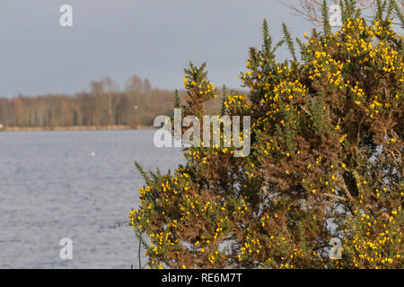 Craigavon Lacs, County Armagh, en Irlande du Nord. 20 janvier 2019. Météo Royaume-uni - éclaircies sur une journée froide mais calme à Craigavon Lacs. L'ajonc en fleur en janvier. Crédit : David Hunter/Alamy Live News. Banque D'Images