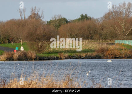 Craigavon Lacs, County Armagh, en Irlande du Nord. 20 janvier 2019. Météo Royaume-uni - éclaircies sur une journée froide mais calme à Craigavon Lacs. Crédit : David Hunter/Alamy Live News. Banque D'Images