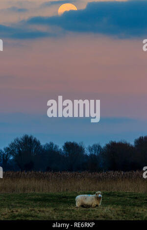 Super Lune se levant dans un ciel avec nuages épars. Le soir pendant l'heure bleue agter juste le coucher du soleil. Lone moutons standing in field avec des arbres derrière. Les moutons au bas de la photo, à la recherche au spectateur, avec la lune à demi caché derrière les nuages au-dessus de lui à la partie supérieure. Banque D'Images