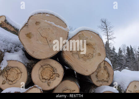 Pile de grumes traitées dans une couche de neige fraîche et blanche dans un gros plan sur la fin de la saison d'hiver conceptuel et d'autres combustibles pour le chauffage Banque D'Images