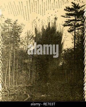 . Les canneberges ; : la canneberge national magazine. La canneberge. par s'intéresser à la cause de cette culture de la canneberge worli, estime qu'il y a tant d'occasion pour la croissance de l'après-guerre- er qu'il envisage de devenir un producteur lui-même. Le tempo de l'édifice de la tourbière est en cours de renforcement par les méthodes modernes utilisées par Gault et autres. L'usage commun des nombreuses méthodes modernes entrent maintenant en popularité est susceptible d'apporter de nombreuses recrues de l'industrie, les hommes en- du type qui aujourd'hui serait impatient avec olJer, méthodes plus lente. Avec l'adoption de ces méthodes de culture de la canneberge, c'est de rester Banque D'Images