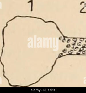 . Les glandes du coxal arachnides. Arachnides -- Anatomie. Les glandes du coxal arachnides. 263 le devenir de façon secondaire et ne représentent pas la partie modifiée du Peripatus labyrinthe.. 2. 3. 4. 6. Sortie sur 7 SEGMENT g.^^^ ? je..m"wifi" nffi,, fWi.&gt ;&gt;iM^,,,rffi,m,iwi',^^^' :'iJ/3...,..,,,,,,,l,,,"^ PERIPATUS PERIPATUS typique. Veuillez noter que ces images sont extraites de la page numérisée des images qui peuvent avoir été retouchées numériquement pour plus de lisibilité - coloration et l'aspect de ces illustrations ne peut pas parfaitement ressembler à l'œuvre originale.. Buxton, Bertram Henry, 1852-1934. Jena, G. Fischer Banque D'Images