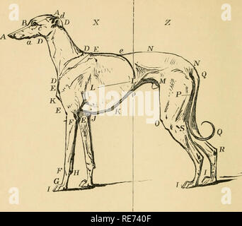 . Coulant et la fauconnerie. La fauconnerie ; chasse ; CHR 1892 ; PRO Stewardson Way, justesse (donateur). Chapitre IX DESCRIPTION ET POINTS DE LA GREYHOUND ' est beau comme beau n' est un vieux dicton banal ; mais tous ceux qui 'ont eu une expérience intime des différentes espèces ou races de chiens seront d'accord avec nous qu'en règle générale, le meilleur à la sont les meilleurs. Que les exceptions sont frequentlj' rencontre avec ne peut pas être infirmée. Beaucoup d'une plaine-à Greyhound a prouvé de sterling mérite ; mais alors, si ses points être soigneusement analysé, il sera constaté qu'ils sont bien équilibrés, et que ce qui est déficient en stri Banque D'Images