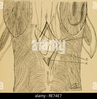 . Un cours d'opérations chirurgicales pour les étudiants et les praticiens vétérinaires. Chirurgie vétérinaire. [From old catalog]. Un rytenoidrraphy 25 2iid. Laryngotomy. Il y a maintenant exposées à la vue, d'avant en arrière, la membrane crico-thyroidean, la con- partie restreinte du cartilage cricoïde, et le cnco-. FiG. 12.-La troisième étape d'arytenoidrraphy (diagramme), a. Cartilage arytenoid gauche ; b, des cordes vocales ; r, le cartilage cricoïde ; d^ le premier segment trachéal. ligament trachéal. Passer un scalpel dans le larynx par la membrane crico-thyroidean juste derrière la base de la thyroïde avec c Banque D'Images