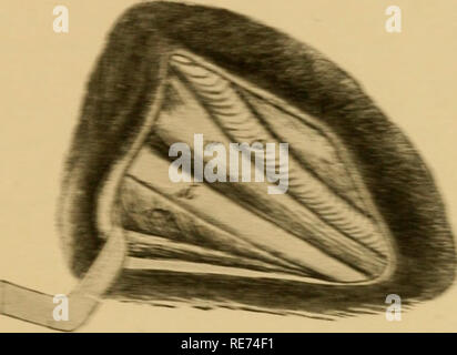 . Un cours d'opérations chirurgicales pour les étudiants et les praticiens vétérinaires. Chirurgie vétérinaire. [From old catalog]. ^^atehrb. F knid tike ex : boKdercftke saliTarr calciili   de wifi . -   ^ ^  - BMMi CTStic dilatdoit fou de tihe p"o(ki dtzct. mace toe zt æ afibrte pazocai* tx to" après l'aad renoval oi e ^^- calc le wotnol BKansof tmtfistmal siitefe hy kk sac une guerre dbcac^^t ie poste "d sarftce ? De l eur cp^ de tike v"M"d[ tK vait tbe de ^bnMngltt tihe Kt sont dans e^^ttsct ligpaie ifiact er tike tike sur pnodenal côté de tike poiat ion. Afemi est l %u t r-yfi m si l'impression jet d'un strott^ >c.^ beknd iread ..ti Banque D'Images