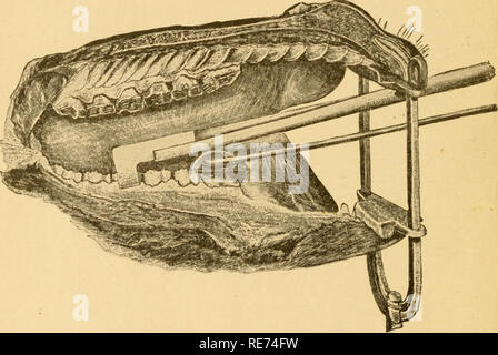 . Un cours d'opérations chirurgicales pour les étudiants et les praticiens vétérinaires. Chirurgie vétérinaire. [From old catalog]. L'extraction des dents. Le prochain point est, pour l'attacher seulement la dent malade avec les pinces et à ce qu'il}' appl-leur que les mâchoires de la même atteindre au moins à la gencive. À cette fin, tirer la langue à partir de l'angle de la bouche autant que possible sur le côté sonore, introduire la main^ dans la bouche, et placez l'index sur la partie postérieure de la frontière de la dent malade, alors qu'avec l'autre main, poussez le forceps ouvert en arrière sur la rangée de dents jusqu'à atteindre le tliey finge Banque D'Images