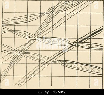 . Coton : ses utilisations, les variétés, la culture, la structure des fibres, et de la préparation pour le marché et d'en faire un article de commerce, aussi la fabrication d'huile de coton, tourteau de coton et d'engrais, avec une référence particulière à la culture du coton, de l'égrenage, l'huile et l'appuyant dans le États-Unis. Coton ; la culture du coton. CHAP. I.] en coton égyptien. 65 endochrome associées à l'celhilose formant la gaine fibreuse. L'une des caractéristiques de ce coton est que son diamètre est très régulière. La taille de la récolte et la qualité de la fibre dépendent très largement sur le trop-plein annuel du Nil, bien que l'irr Banque D'Images