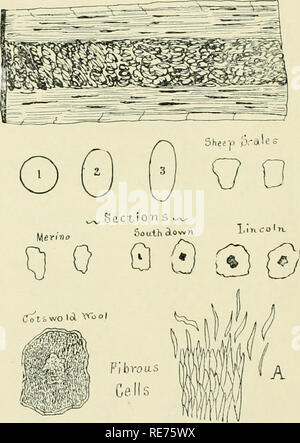 . Coton : ses utilisations, les variétés, la culture, la structure des fibres, et de la préparation pour le marché et d'en faire un article de commerce, aussi la fabrication d'huile de coton, tourteau de coton et d'engrais, avec une référence particulière à la culture du coton, de l'égrenage, l'huile et l'appuyant dans le États-Unis. Coton ; la culture du coton. 46 LE COTON. [Chap. I. de nombreuses années, ou jusqu'en 1883, lorsqu'une autorité si excellent sur l'utilisation du microscope comme John Butterworth, de Shaw, en Angleterre, a confirmé l'exactitude de M. O'Neill obser- vations, qui sont diauraminatized à ''O " et "()()" Fiff. 1 ;]. Le resul Banque D'Images