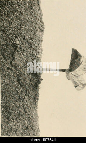 . Coton : ses utilisations, les variétés, la culture, la structure des fibres, et de la préparation pour le marché et d'en faire un article de commerce, aussi la fabrication d'huile de coton, tourteau de coton et d'engrais, avec une référence particulière à la culture du coton, de l'égrenage, l'huile et l'appuyant dans le États-Unis. Coton ; la culture du coton. CHAP. I.] LA VIE HISTOIRE DE L'USINE DE COTON. 25 n "^^^. Il F"i. Veuillez noter que ces images sont extraites de la page numérisée des images qui peuvent avoir été retouchées numériquement pour plus de lisibilité - coloration et l'aspect de ces illustrations ne peut pas parfaitement ressembler à l'œuvre originale. Banque D'Images