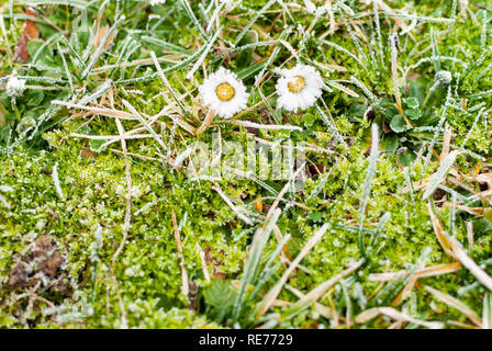 Close up de marguerites sur le vert herbe gelée en hiver Banque D'Images