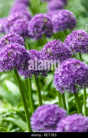 Allium Globemaster en été Onion ornemental Banque D'Images