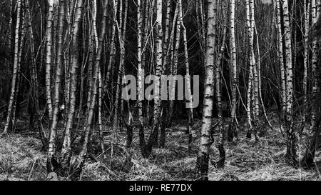 Les jeunes de bouleau verruqueux (Betula pendula) arbres en noir et blanc dans le parc national New Forest Banque D'Images