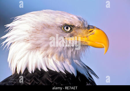 Aigle à tête d'oiseaux adultes, gros plan tête portrait Banque D'Images