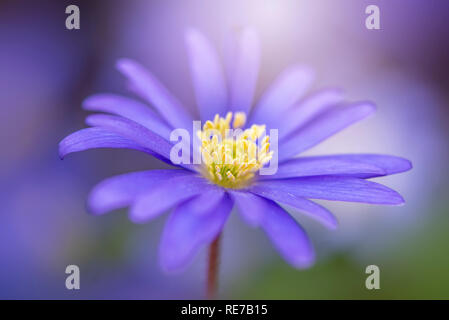 Close-up, macro image de l'anémone blanda bleu fleur de ressort, le nom commun anémone des Balkans, Grecian windflower ou hiver windflower Banque D'Images