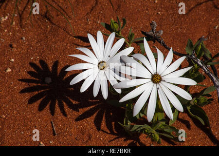 Marguerites sur sable rouge blanc Banque D'Images