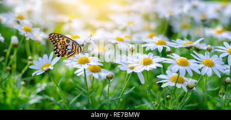 Le papillon est orange-jaune sur le blanc rose fleurs dans l'herbe verte Banque D'Images