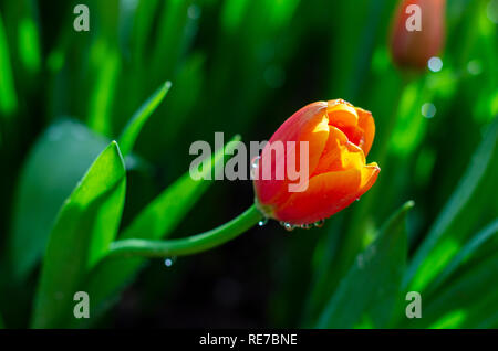 Les champs de tulipes jaune rouge sont densément blooming Banque D'Images