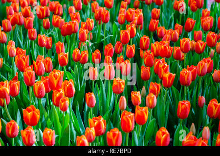 Les champs de tulipes jaune rouge sont densément blooming Banque D'Images