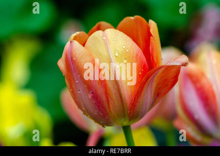 Les champs de tulipes jaune rouge sont densément blooming Banque D'Images