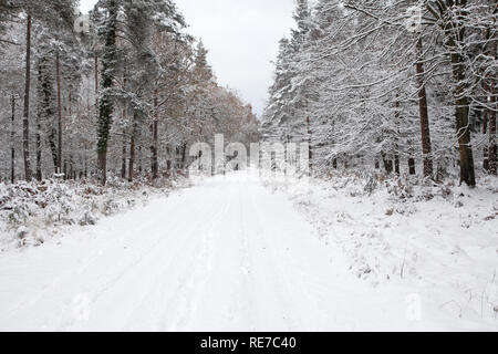 L'enceinte d'Oakley New Forest National Park Hampshire Angleterre Banque D'Images