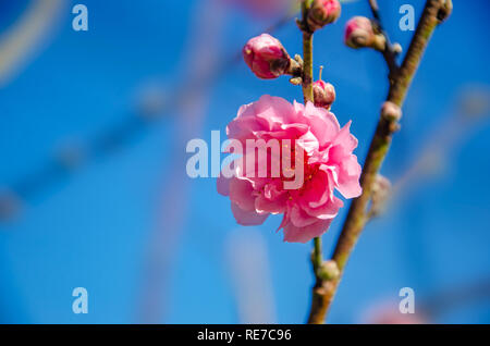 Prunier en fleur rose fond bleu Banque D'Images