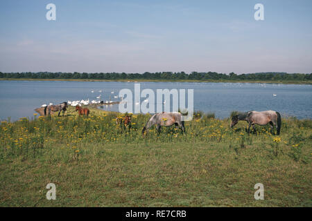 Poneys à côté Ibsley Lake Blashford Lakes Hampshire et l'île de Wight Wildlife Trust Nature Réserver Hampshire England UK Banque D'Images