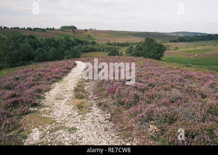 Sentier sur Rockford commun avec Plantation de Whitefield et Digden commun Ibsley Bas Parc national New Forest Hampshire England UK Banque D'Images