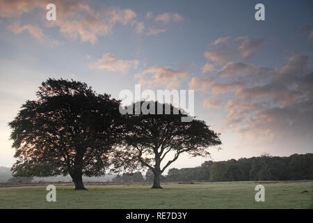 De chêne Quercus robur au lever du soleil sur Backley Holmes New Forest National Park Hampshire England UK Banque D'Images