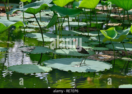 Jacana marchant sur lilly PADS dans le territoire du Nord, Australie Banque D'Images